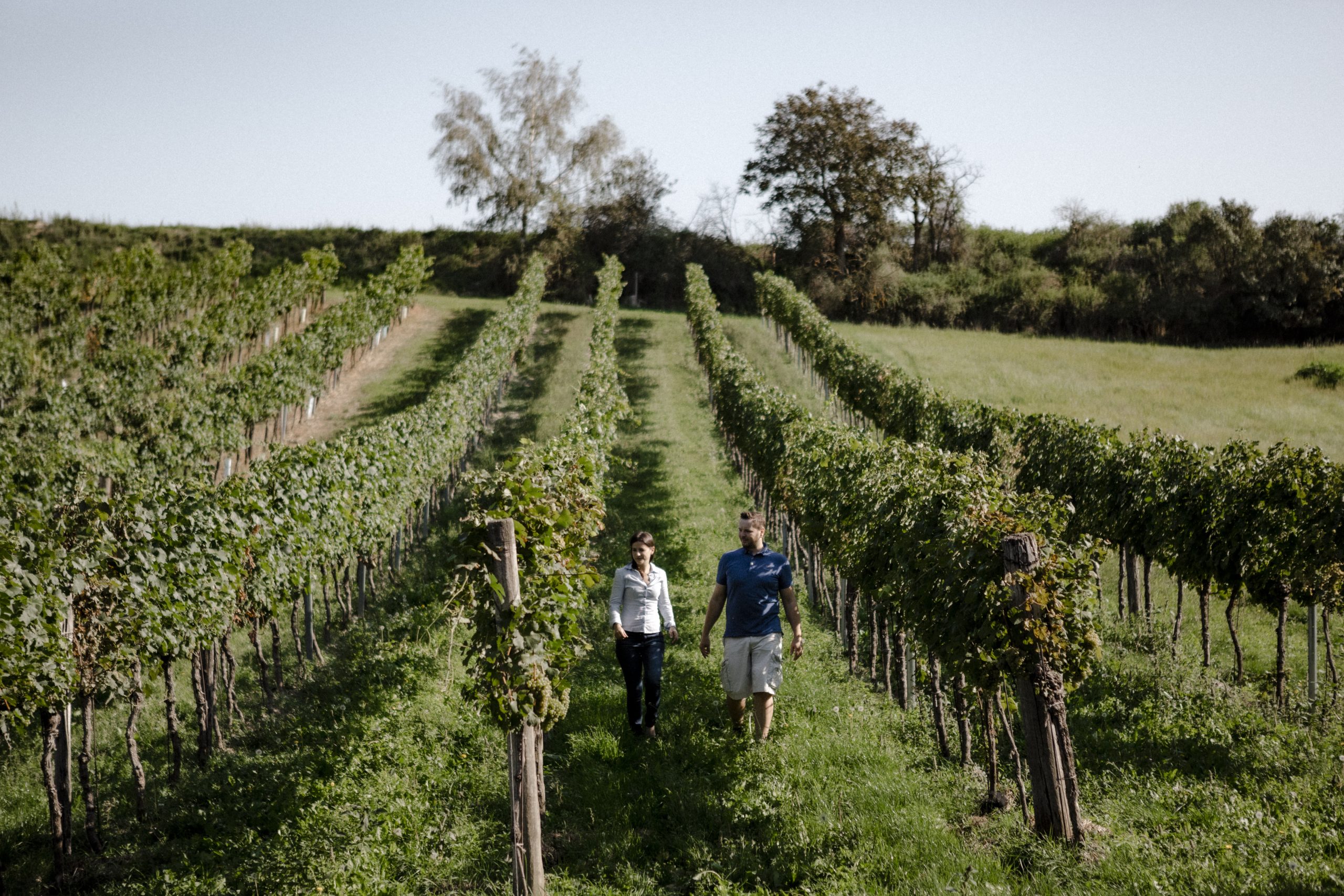 Weingarten in Wolfpassing